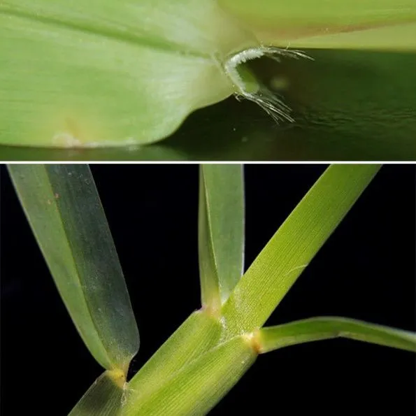 thumbnail for publication: Florida Turfgrass Identification